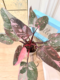 Philodendron Pink Princess Galaxy