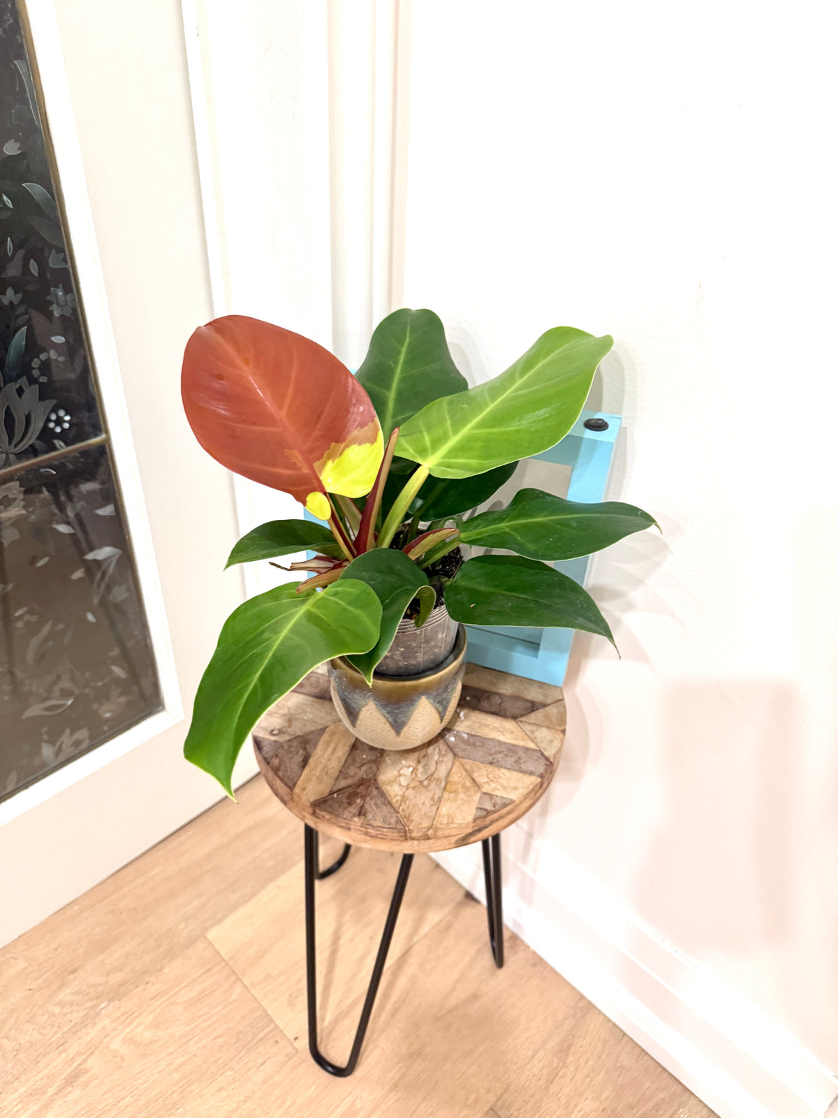 Philodendron Red Moon Variegated