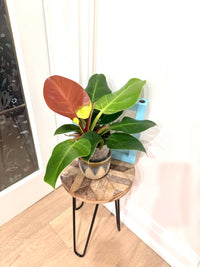 Philodendron Red Moon Variegated