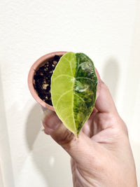Alocasia Azlanii Aurea