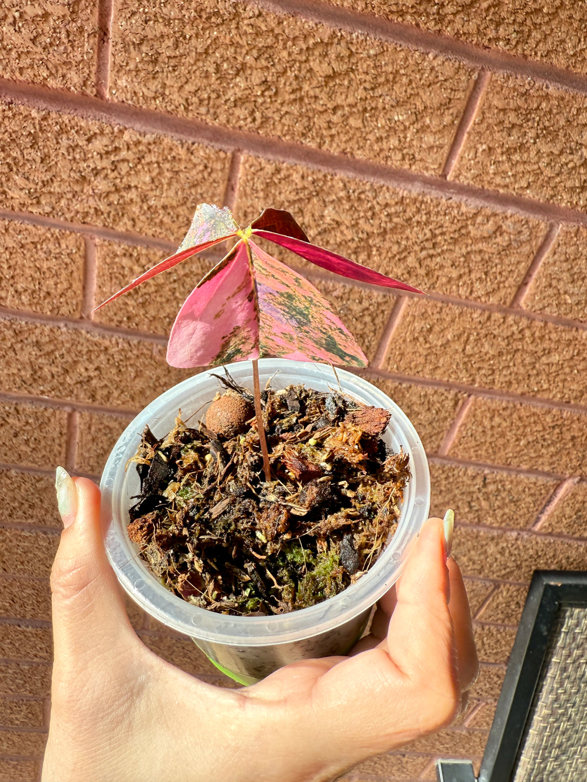 Oxalis Triangularis Variegated