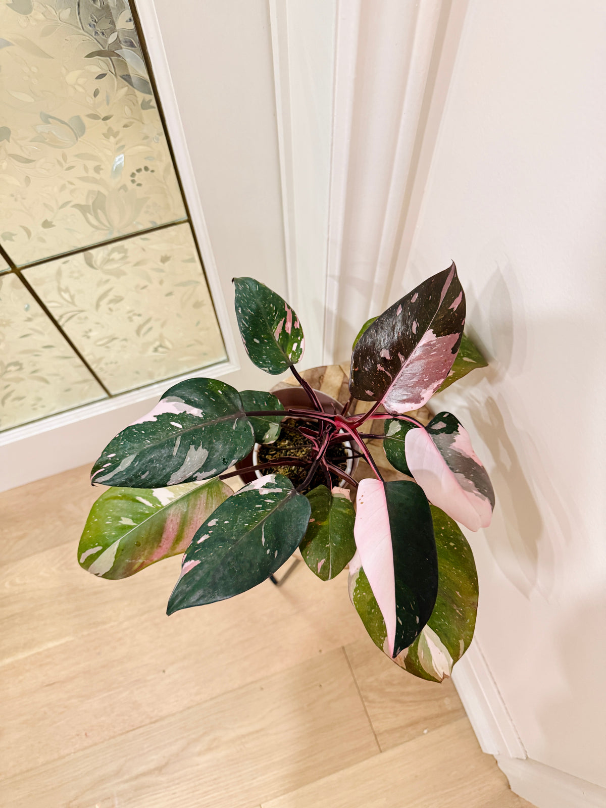 Philodendron Red Anderson Variegated