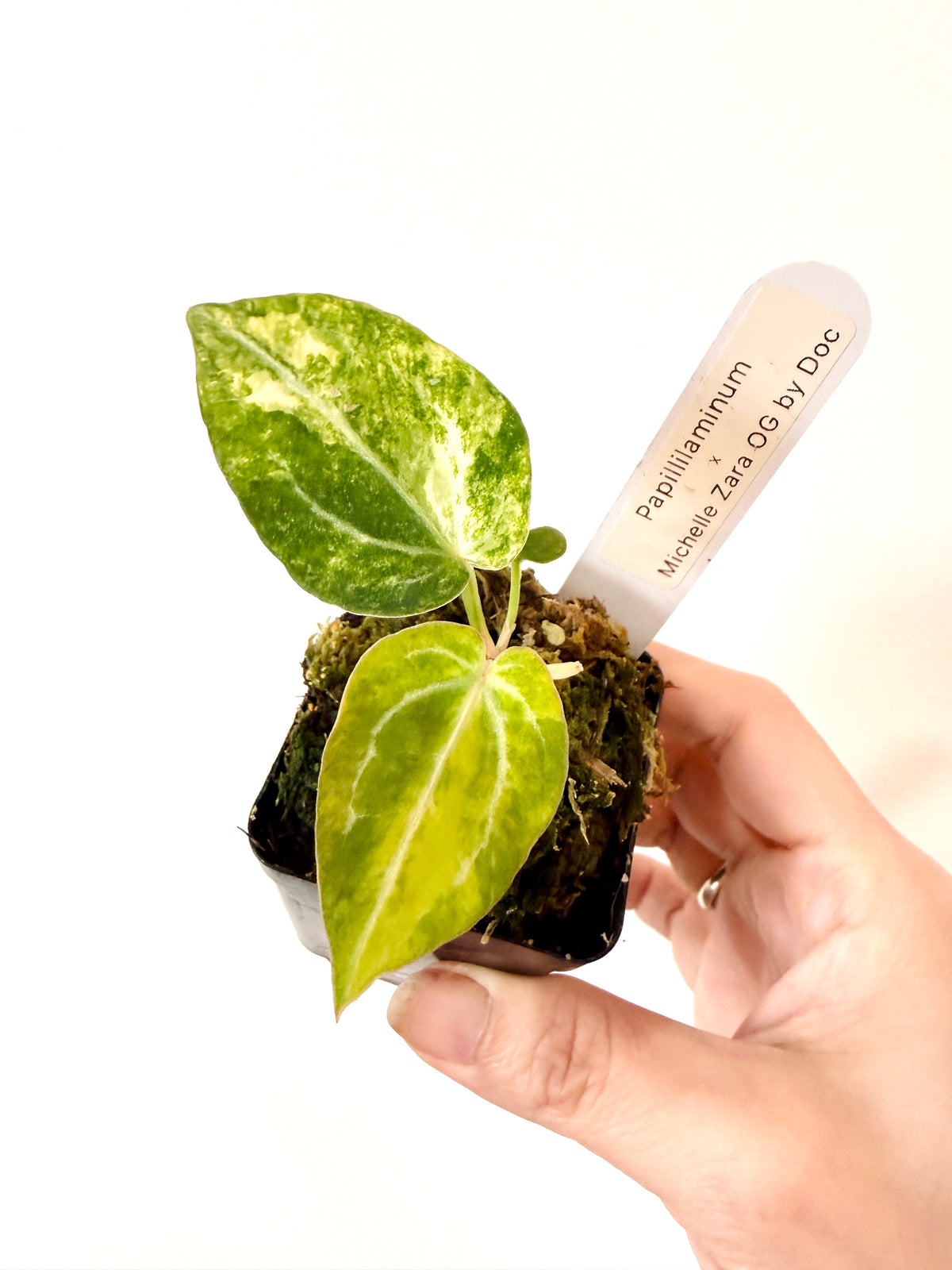 ANTHURIUM PAP X MICHELLE ZARA