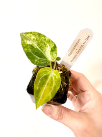 ANTHURIUM PAP X MICHELLE ZARA