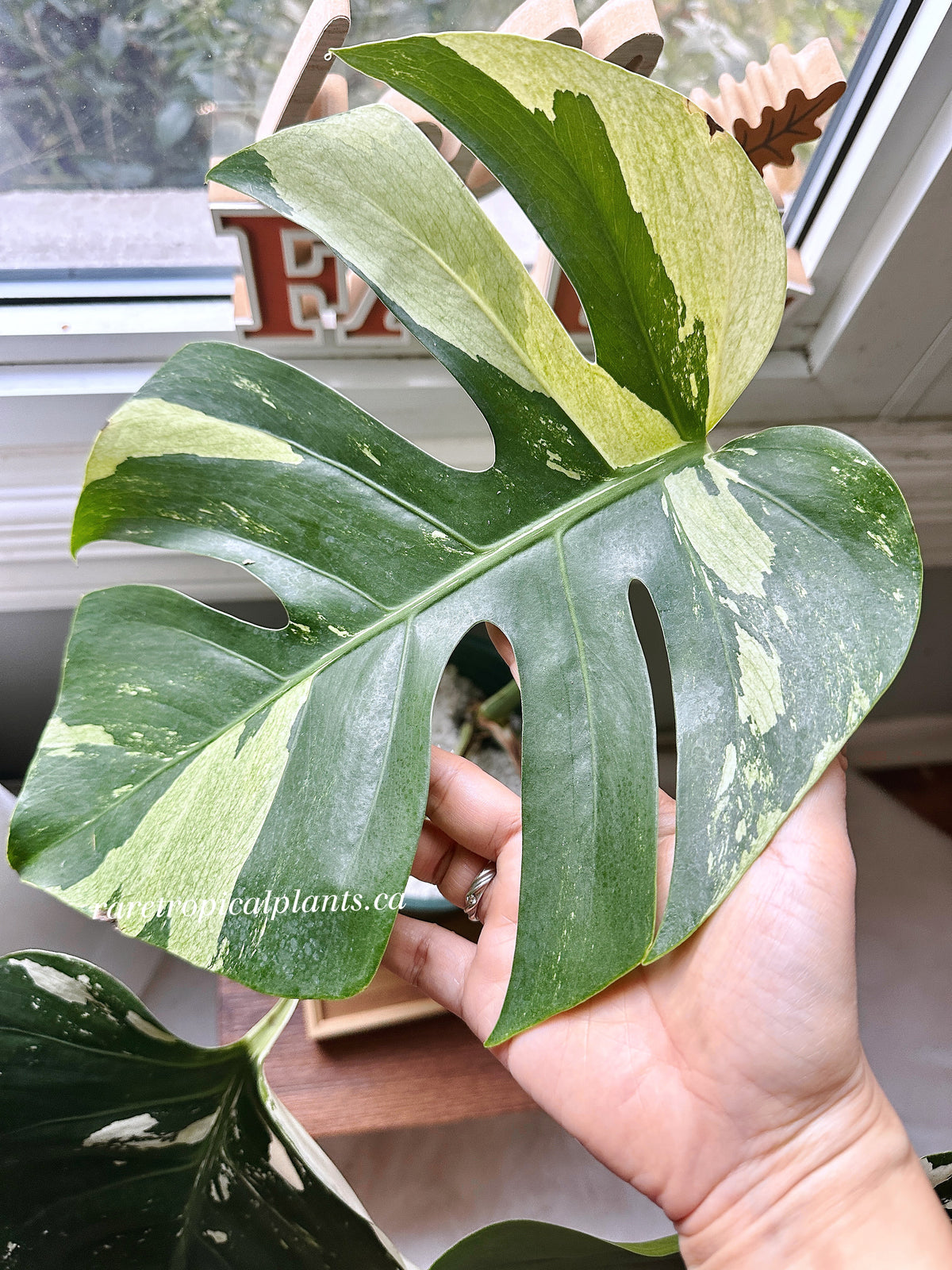 Monstera Mint 3 leaves XL