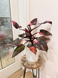 Philodendron Pink Princess Galaxy