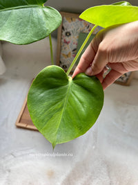 Monstera Green on Green GOG