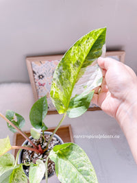 Anthurium Hookeri Variegated