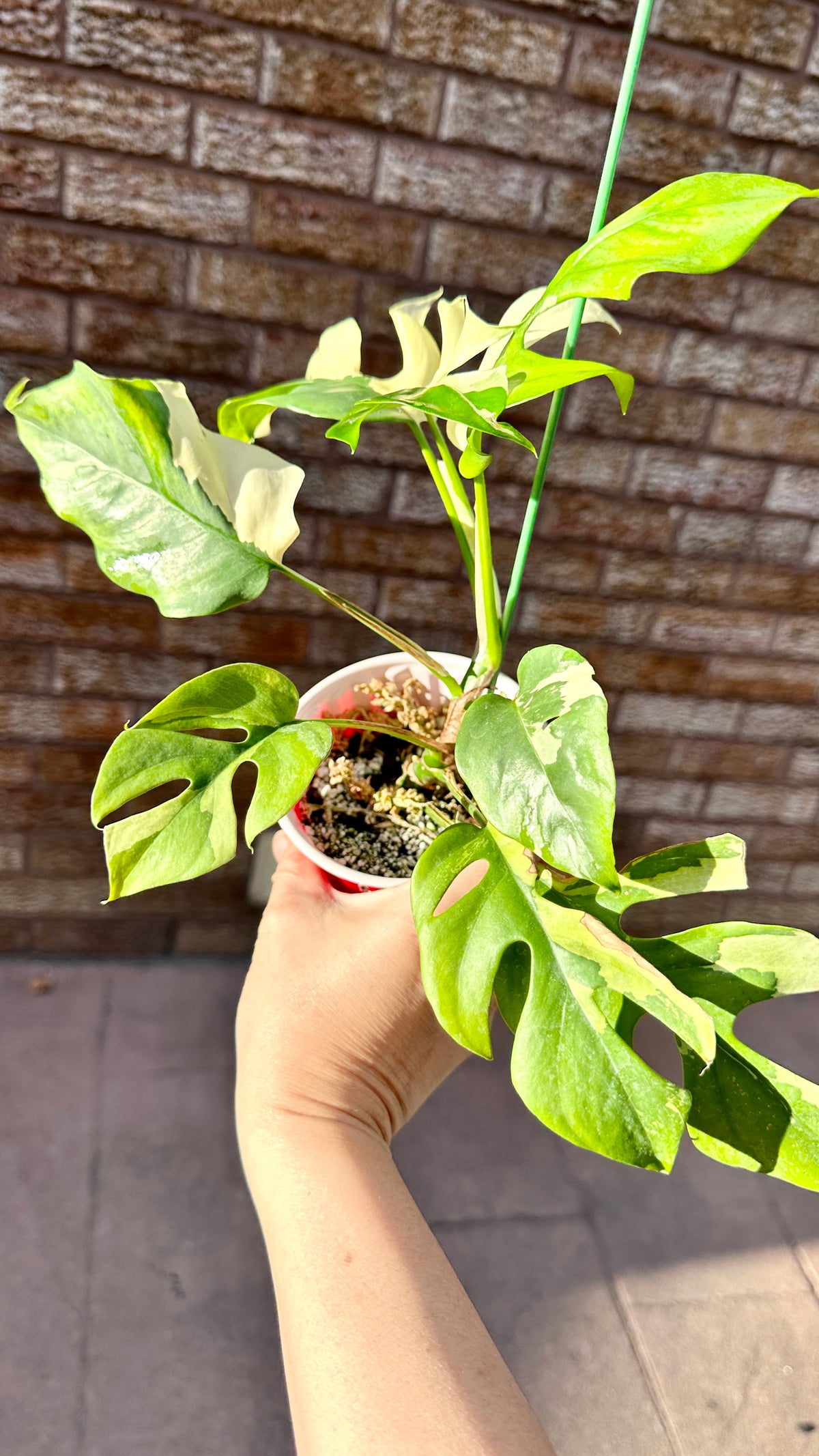 Rhaphidophora Tetrasperma Variegated Rare Tropical Plants Canada