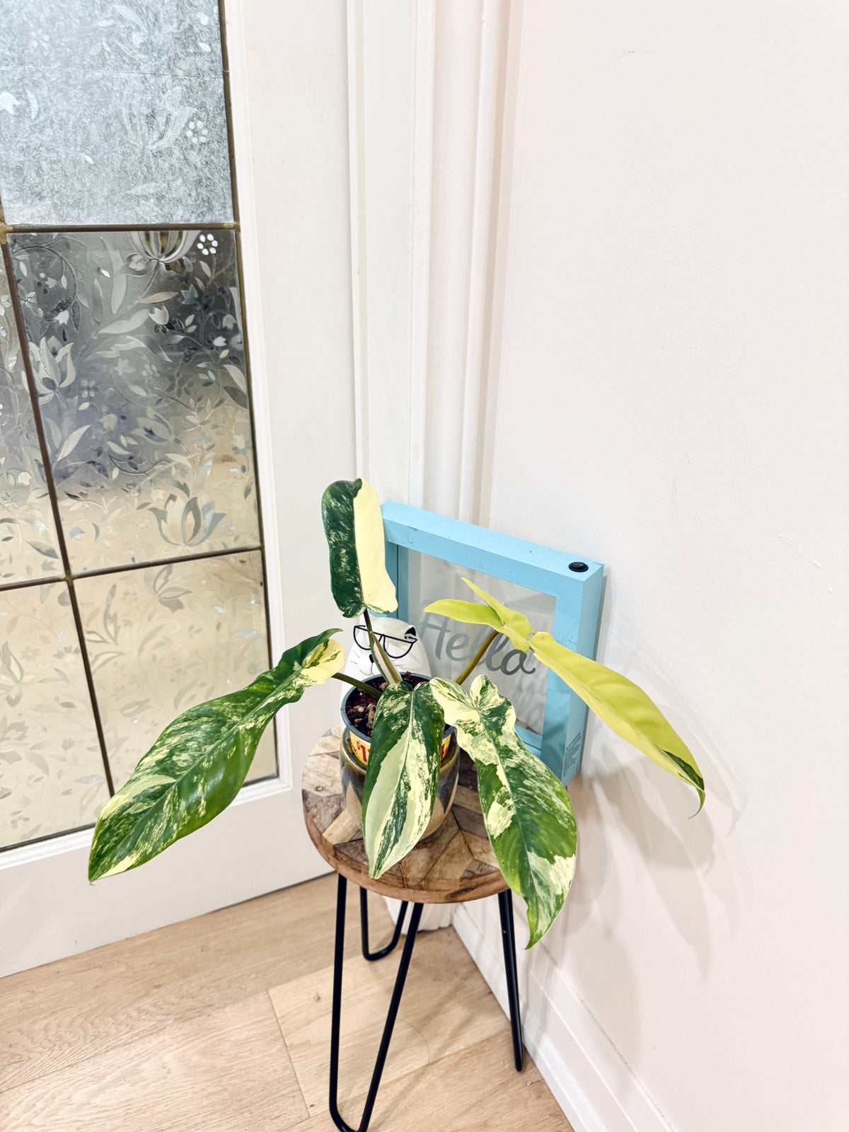Philodendron Florida Beauty x Bobcee Variegated