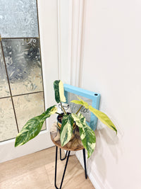 Philodendron Florida Beauty x Bobcee Variegated