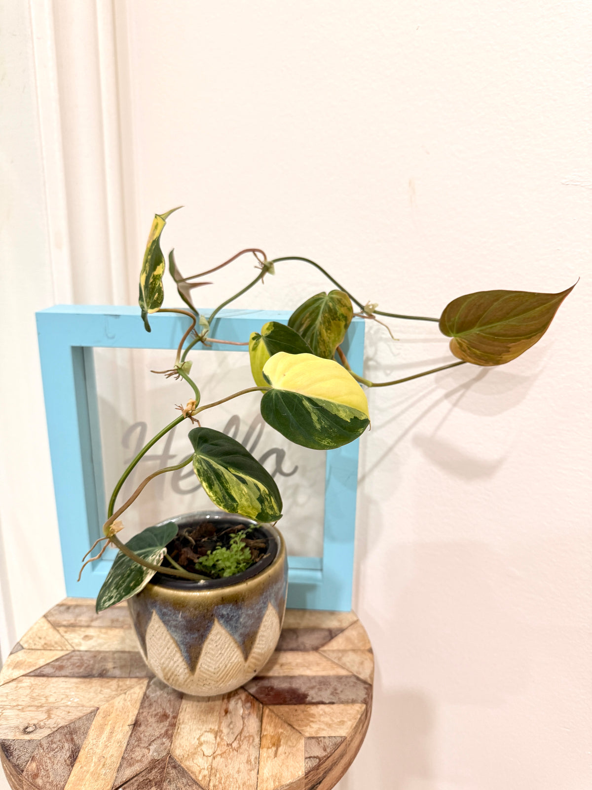 Philodendron Micans Variegated