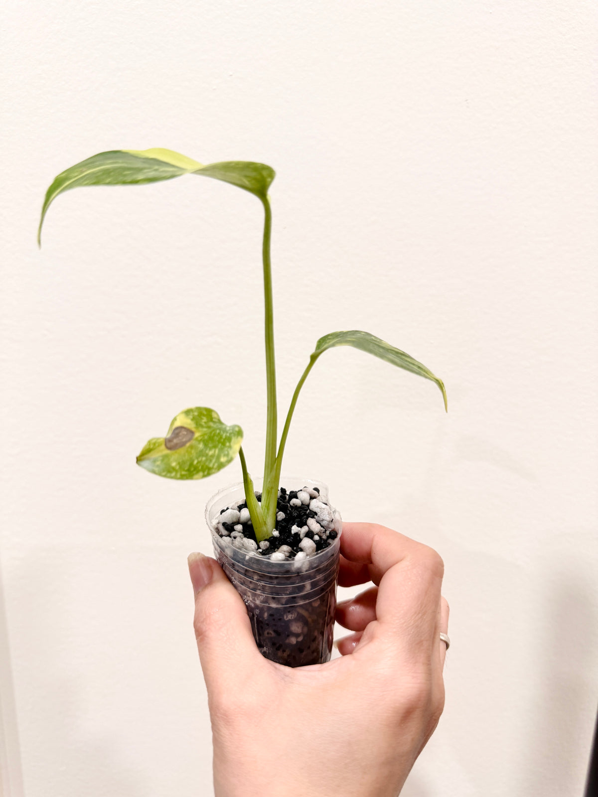Monstera Electrolyte