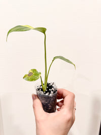 Monstera Electrolyte