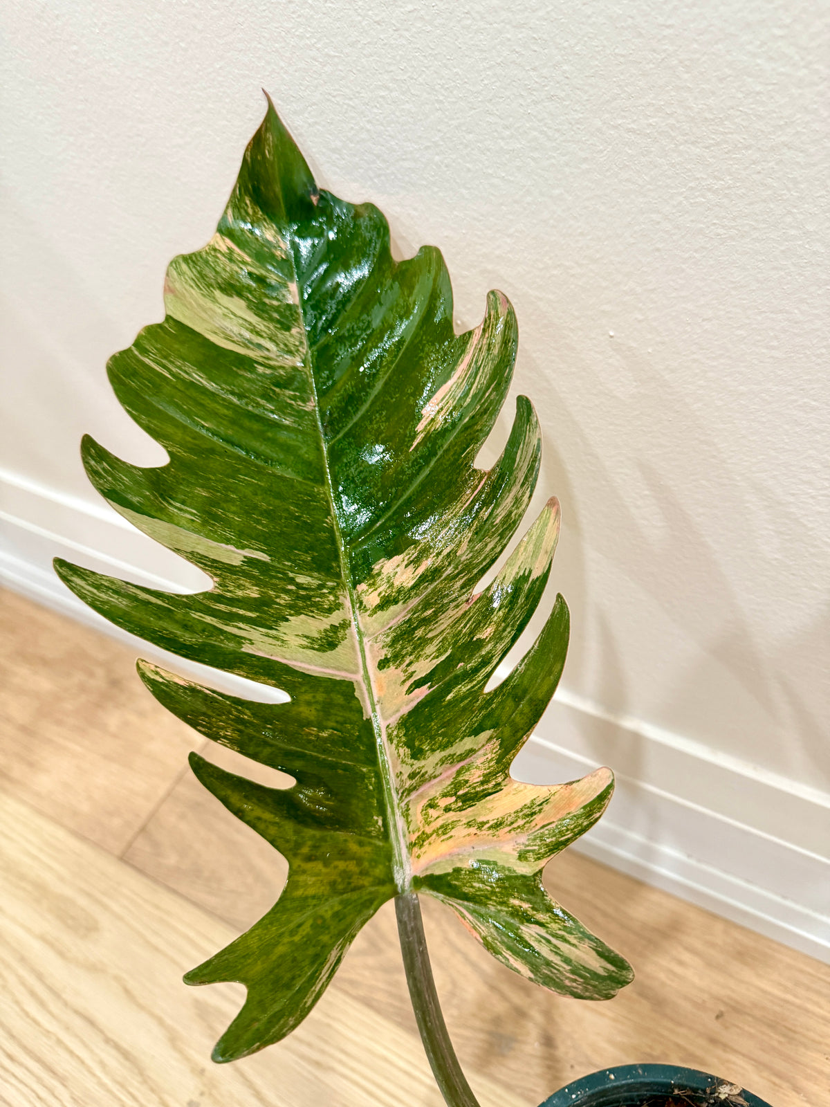Philodendron Caramel Marble