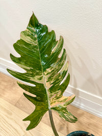 Philodendron Caramel Marble