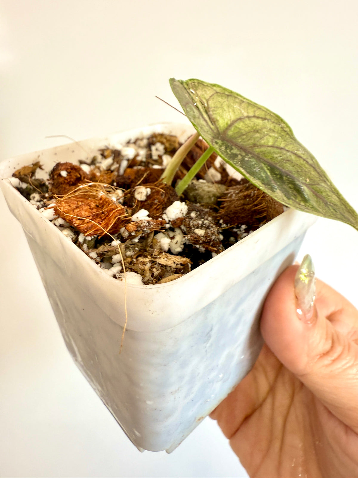Alocasia Azlanii Pink