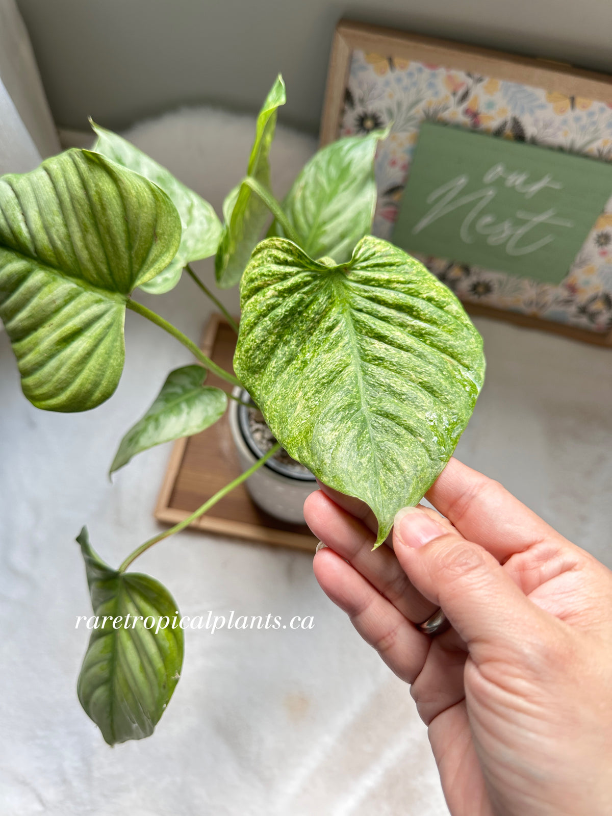 Philodendron Sodiroi Variegated