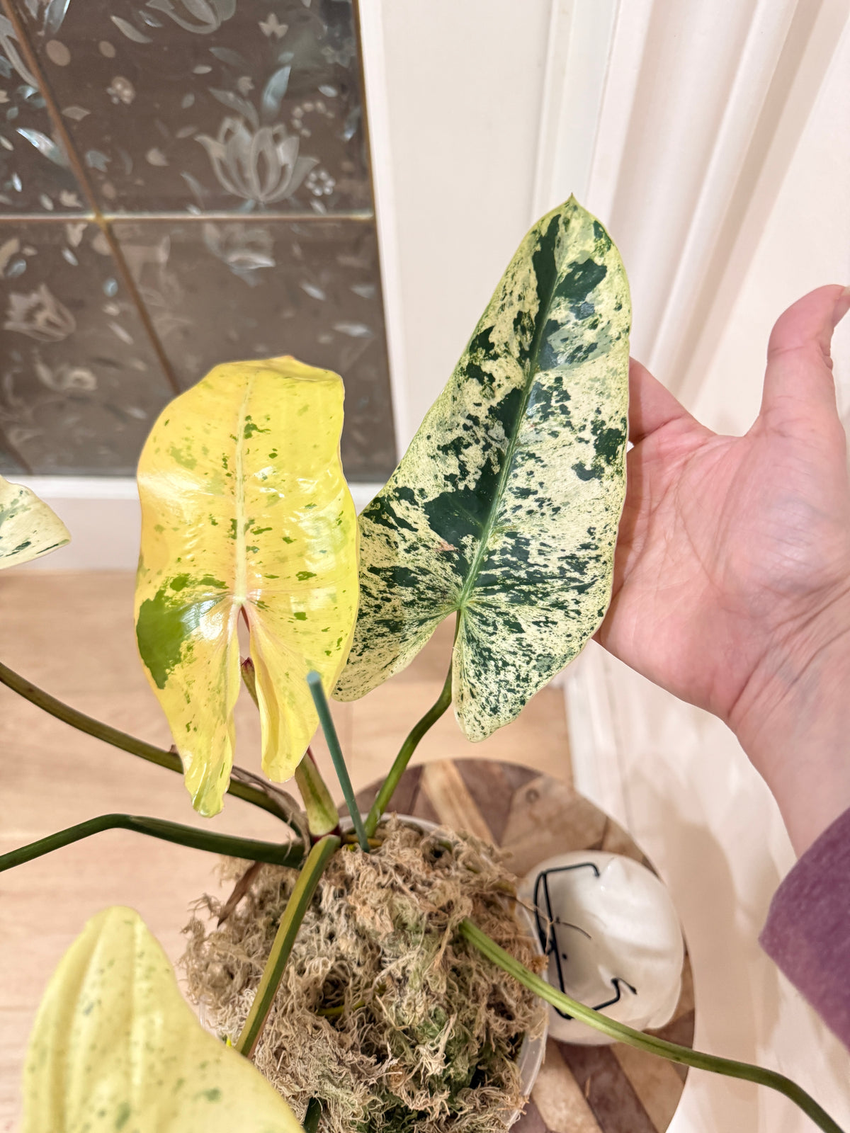 Philodendron Ilsemanii