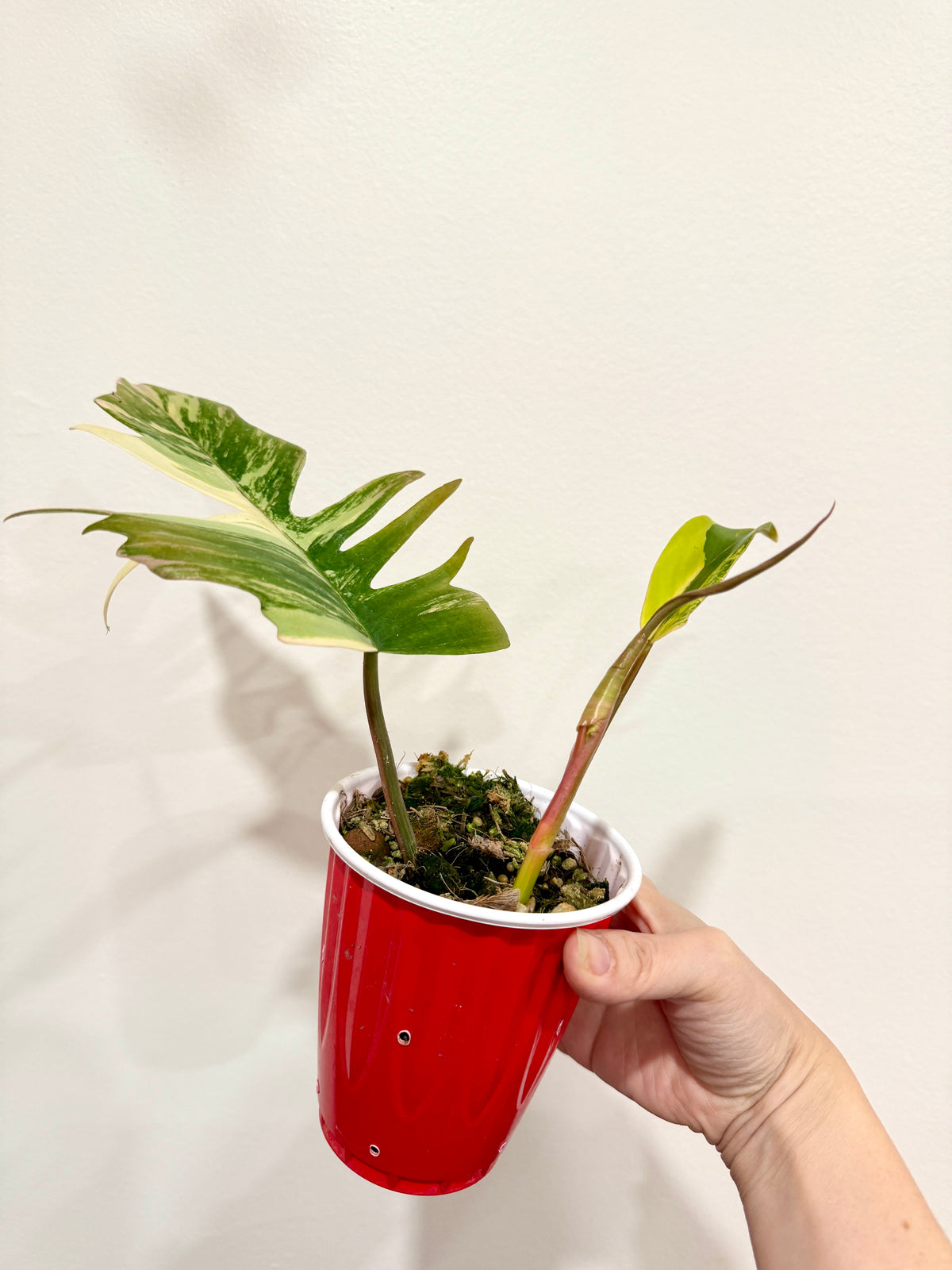 Philodendron Florida Beauty x Tortum