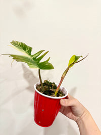 Philodendron Florida Beauty x Tortum