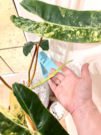 Philodendron Billietiae Variegated