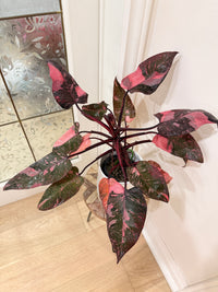 Philodendron Pink Princess Galaxy