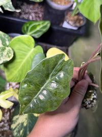 Alocasia Chantrieri Aurea Corm