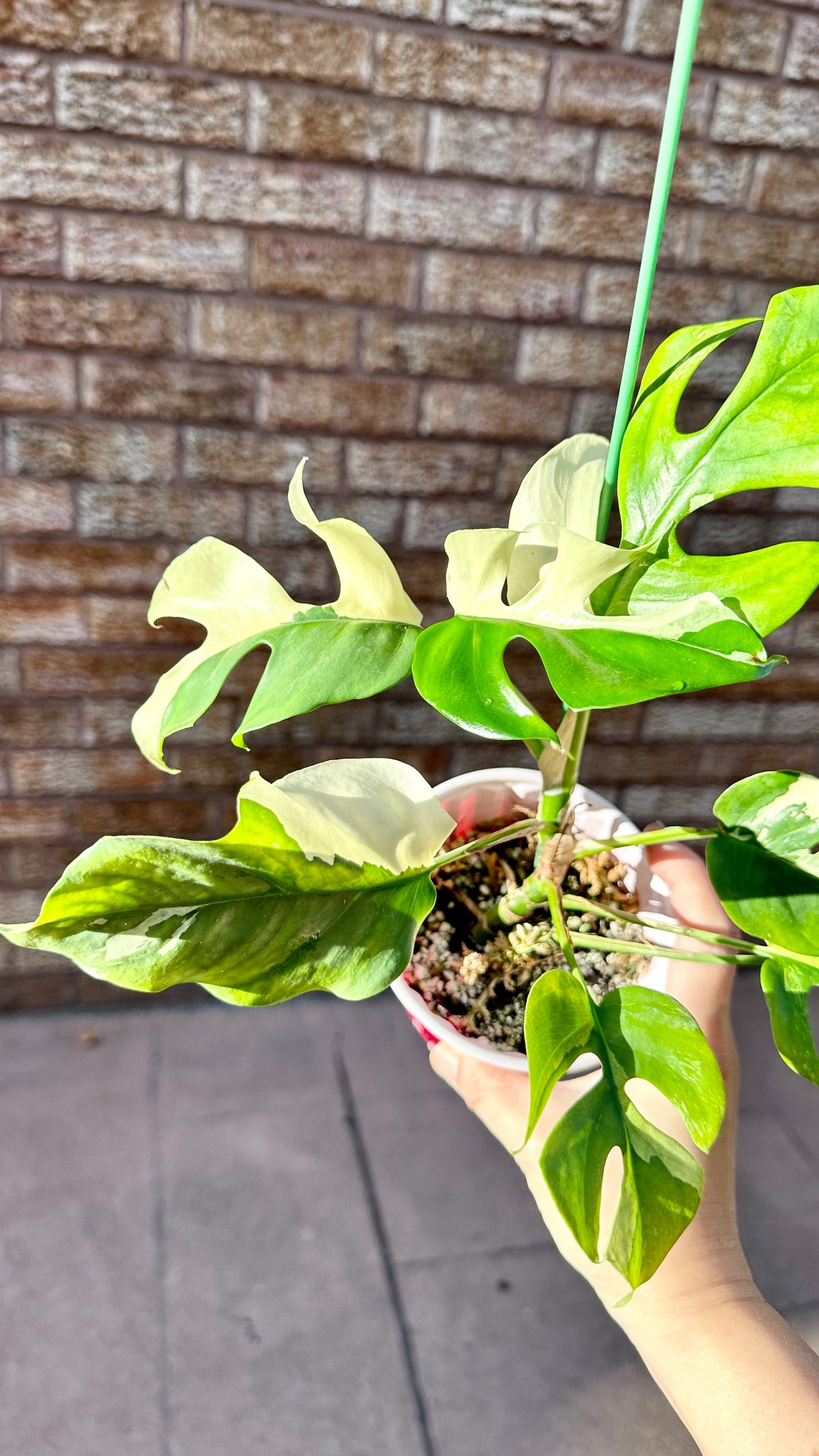 Rhaphidophora Tetrasperma Variegated Rare Tropical Plants Canada