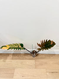 Philodendron Caramel Marble