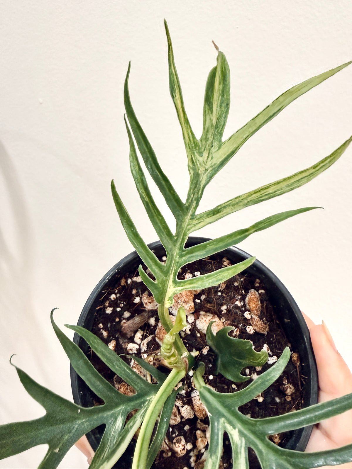 Philodendron Tortum Variegated