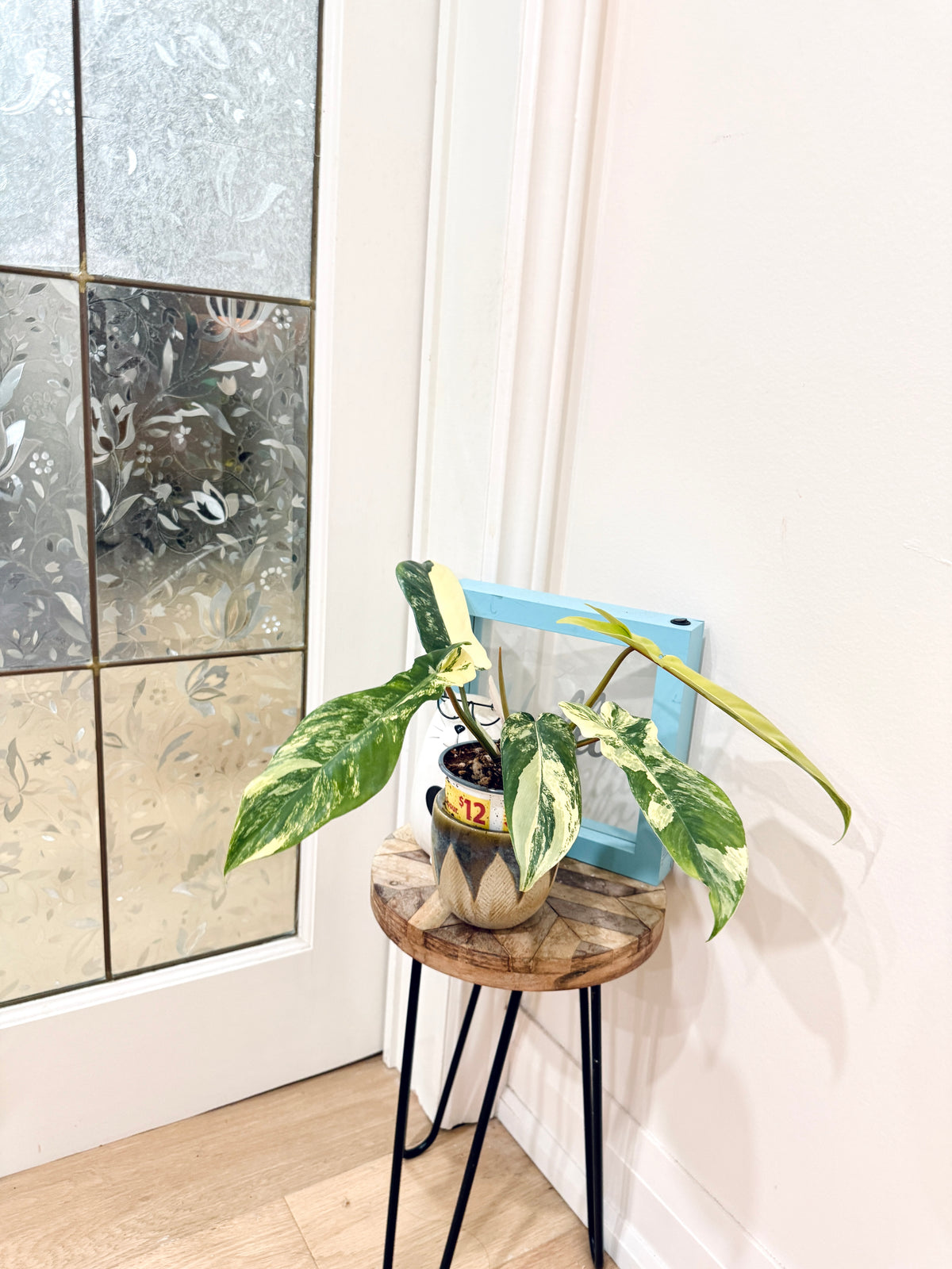 Philodendron Florida Beauty x Bobcee Variegated