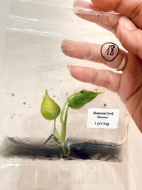 Monstera Devil TC Plant