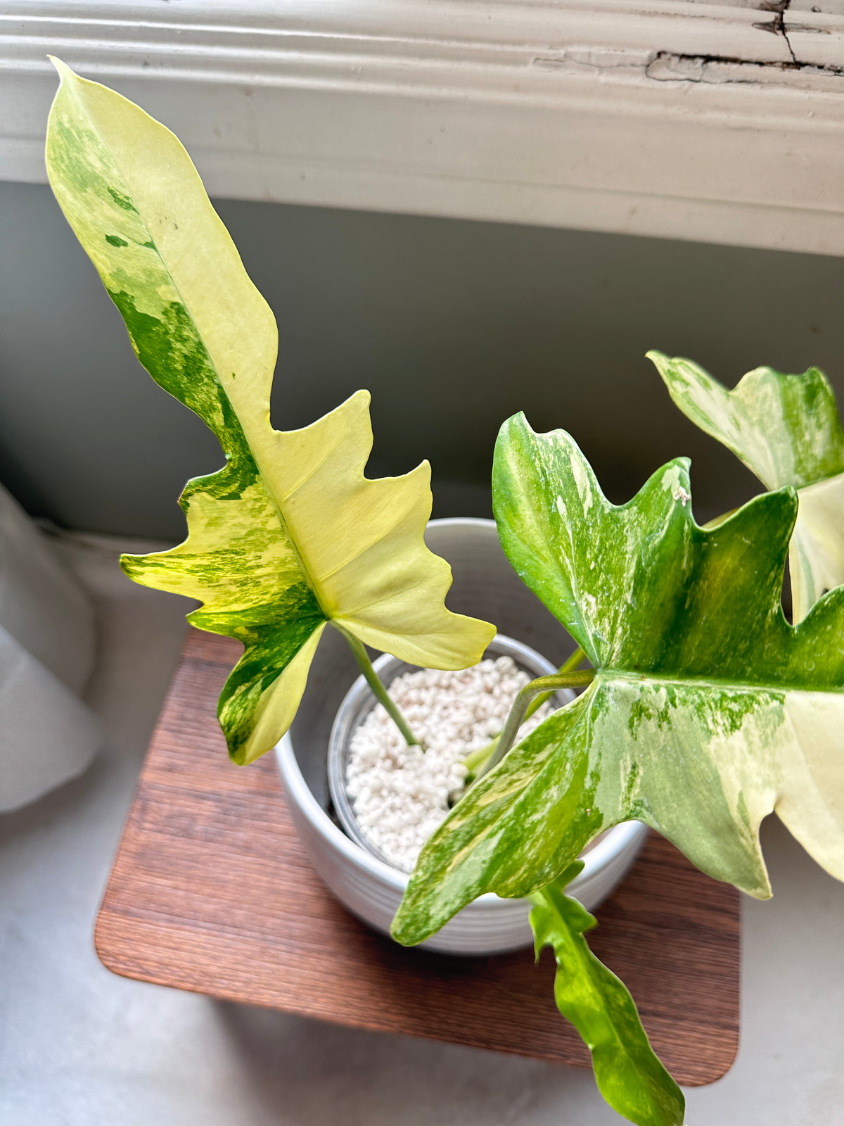 Philodendron Florida Beauty x Mayoi