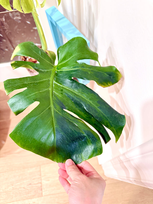 Monstera Ocean Green Mint