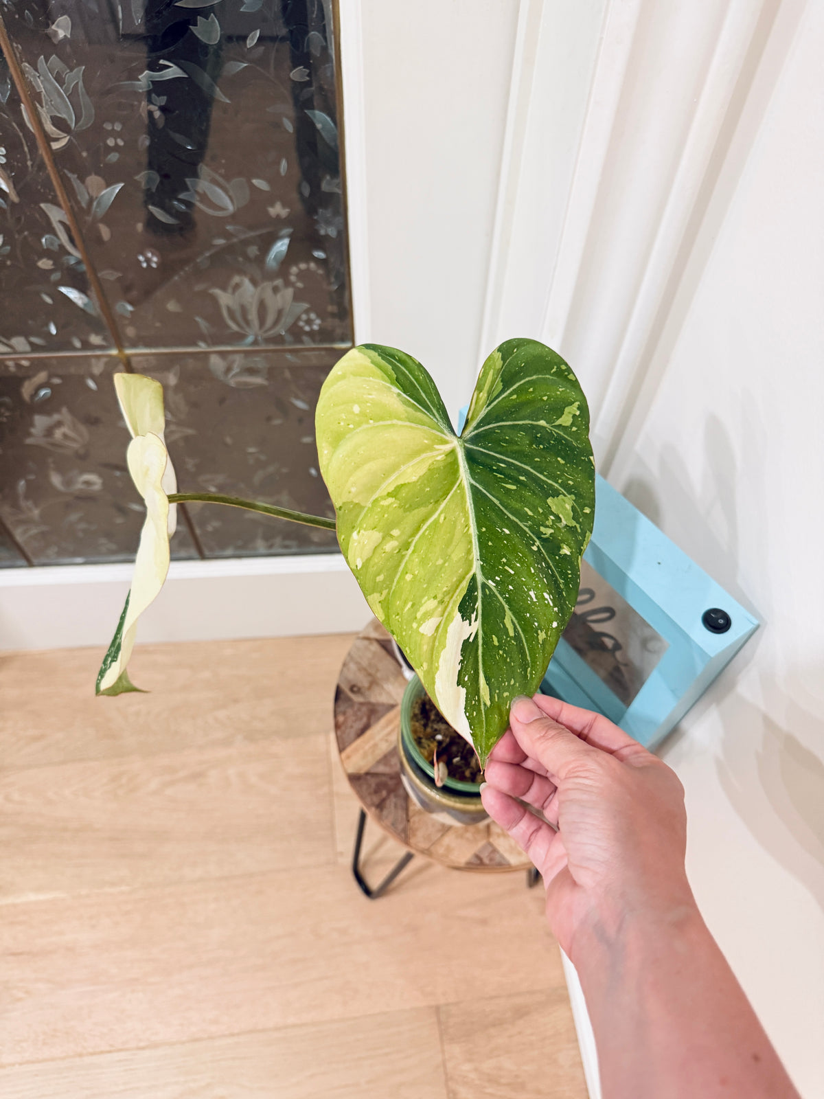 Philodendron Gloriosum Galaxy
