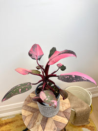Philodendron Pink Princess Galaxy