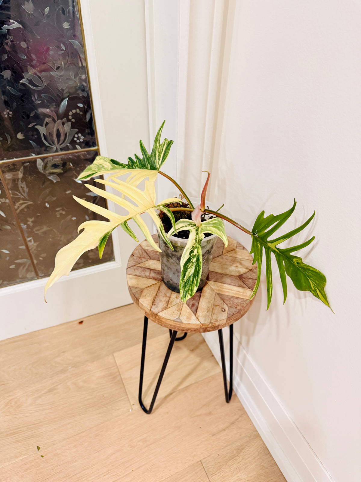 Philodendron Florida x Tortum