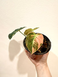 Philodendron Melanocrysum Orange "Bonfire"
