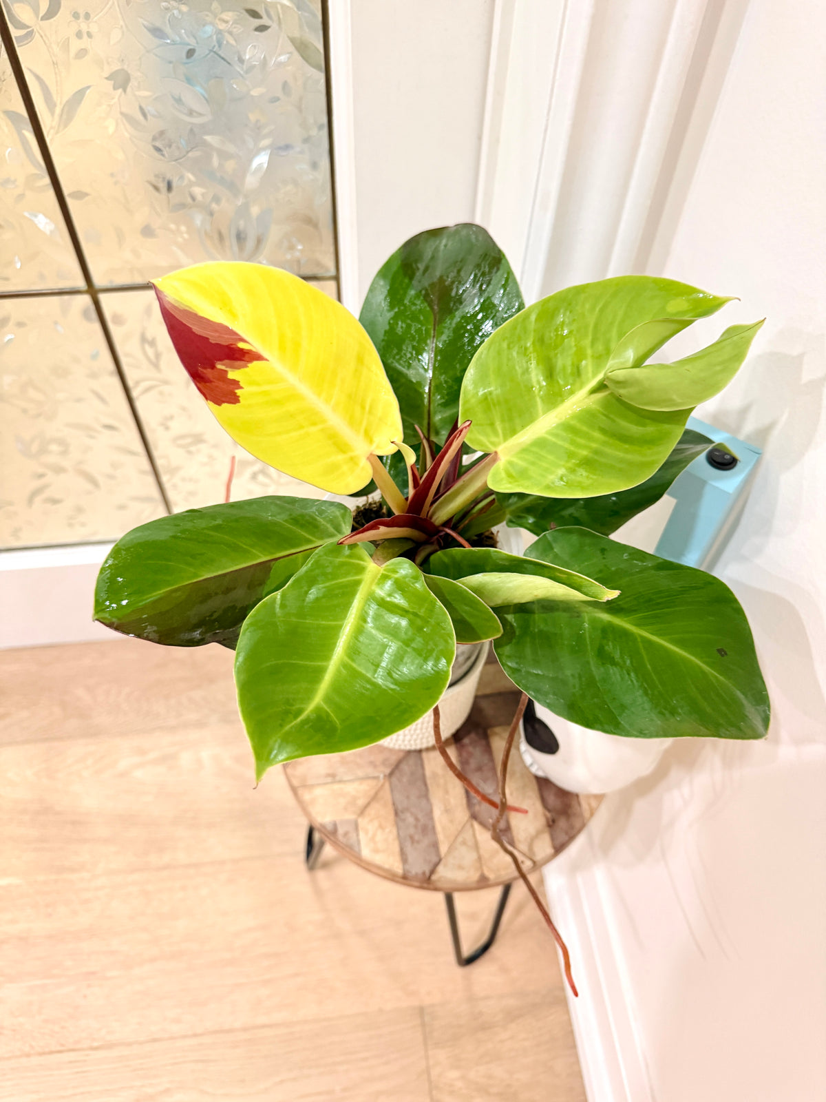 Philodendron Red Moon Variegated