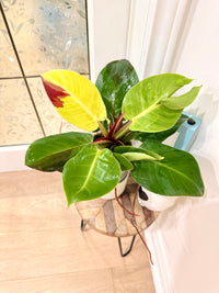 Philodendron Red Moon Variegated