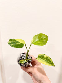 Monstera Electrolyte
