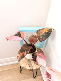 Philodendron Fire Princess