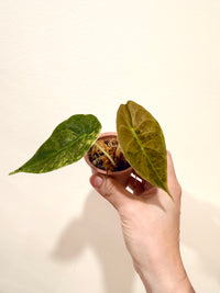 Alocasia Sedenii Aurea