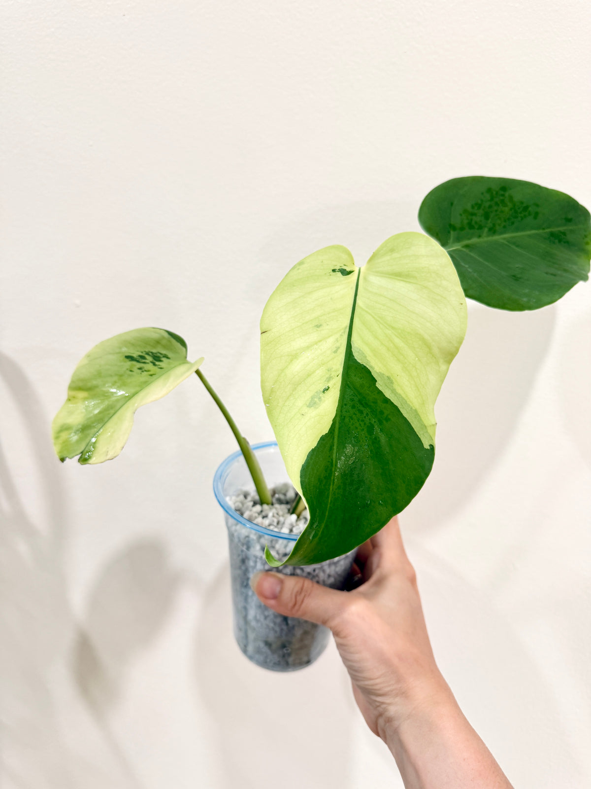Monstera light lime