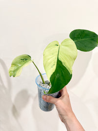 Monstera light lime
