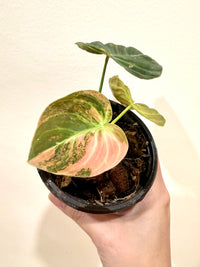 Philodendron Melanocrysum Orange "Bonfire"