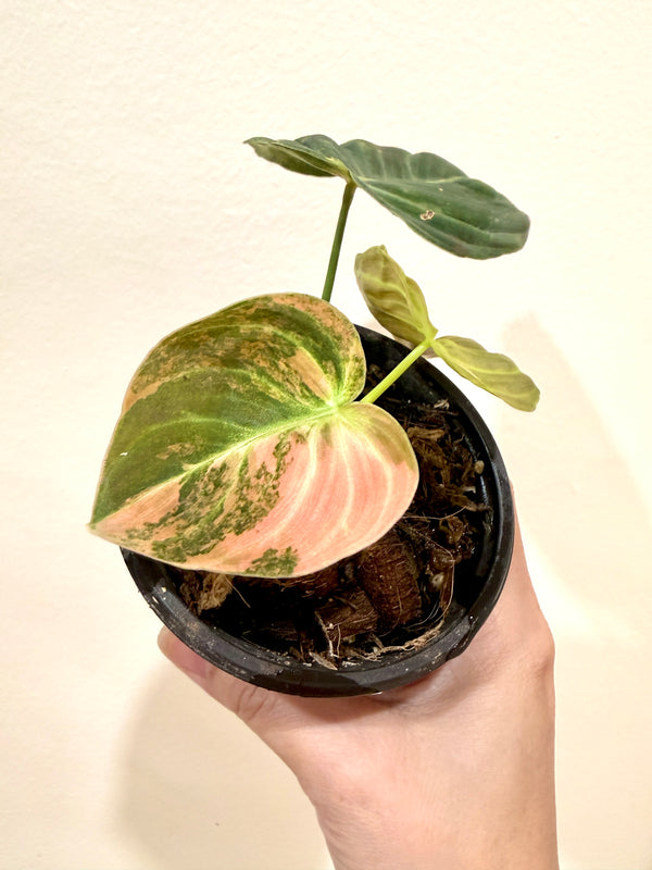 Philodendron Melanocrysum Orange Bonfire