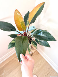 Philodendron Red Congo Variegated