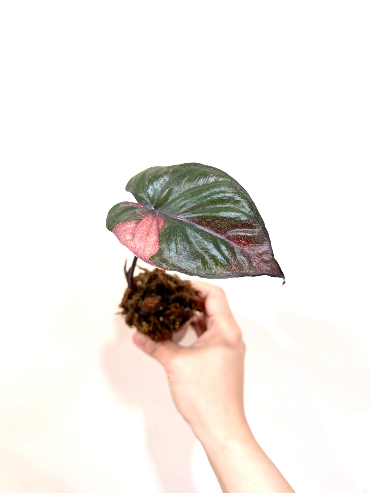 Alocasia Serendipity Variegated